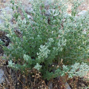 Lista zdravstvenih tegoba gde mogu pomoći proizvodi od divljeg origana